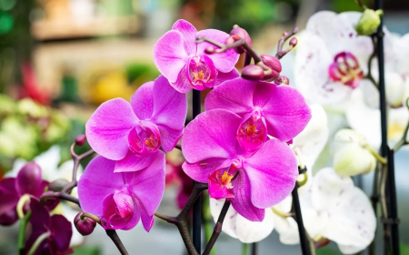 trucs de genies pour declencher la floraison des orchidees