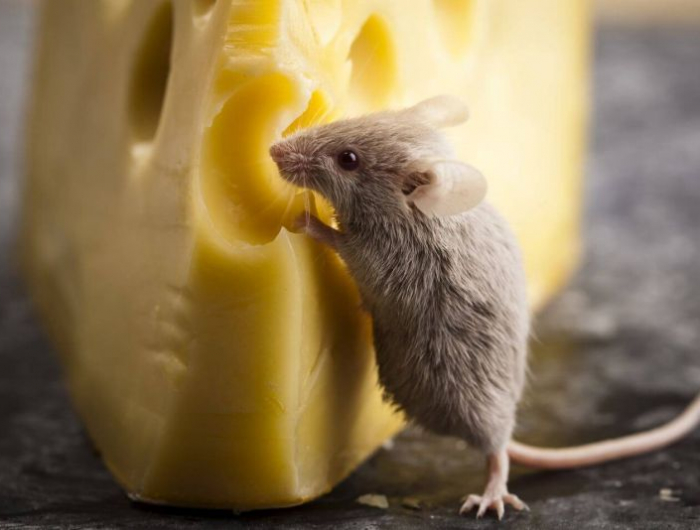 tuer des rats rapidement un rat qui mange du fromage