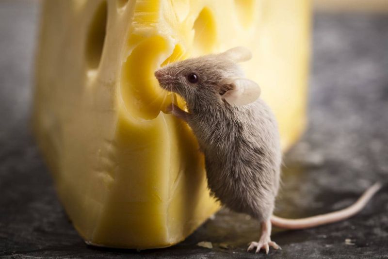 kill the cheese-eating mouse quickly