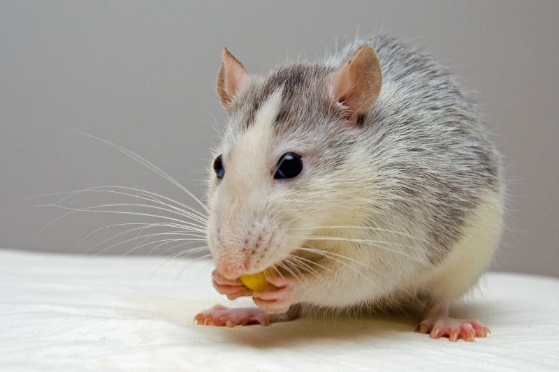 kill a grain-eating mouse with bleach