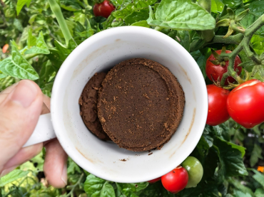 utilisation marc de cafe potager engrais naturel plantes tomates cerises