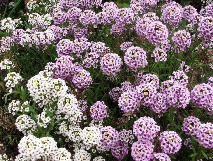 vivace couvre sol longue floraison fleurs lavande et blanches dans un jardin