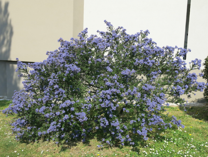 céanothe rampant. avec floraison blue dans un jardin au soleiljpeg