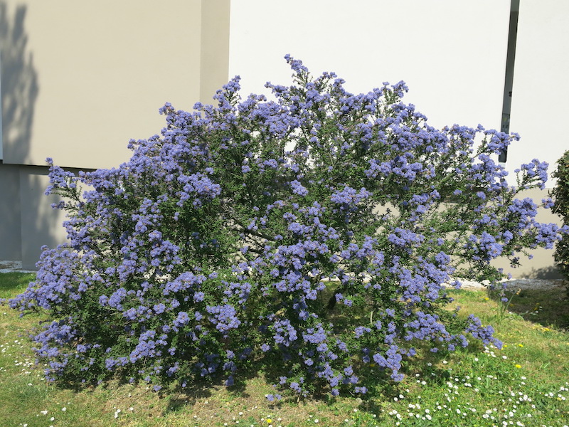 céanothe rampant. avec floraison blue dans un jardin au soleiljpeg