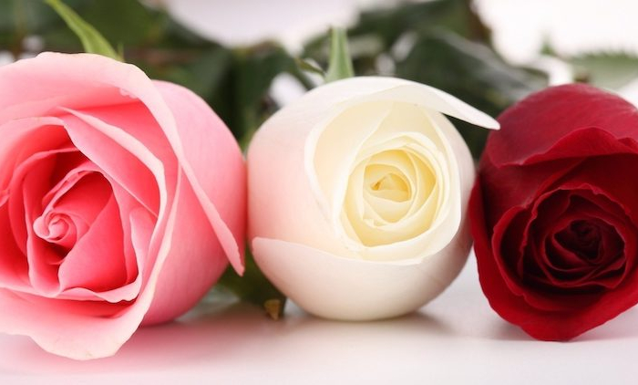 comment faire pousser un rosier à partir d'une rose rose rouge rose blanche
