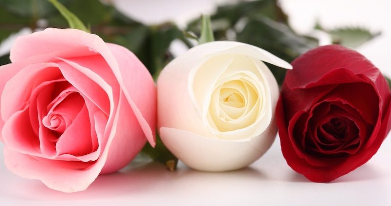 comment faire pousser un rosier à partir d'une rose rose rouge rose blanche