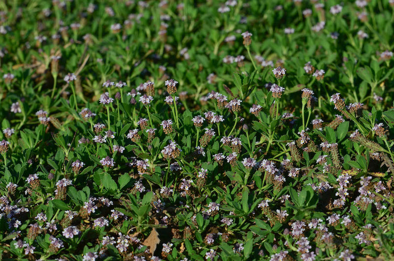 la lippa nodiflora feuille verte avec de petites fleurs blanches