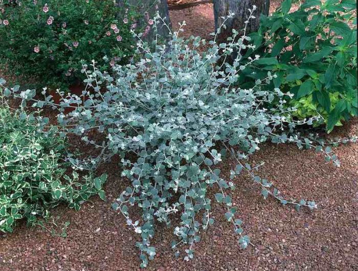 petiolare silver plante verte dans un jardin