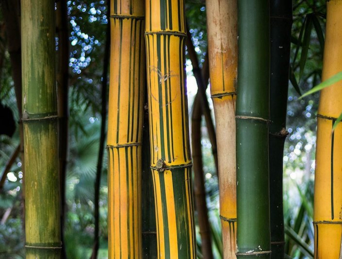 phyllostachys bambous avec des cannes de couleur jaune et verte