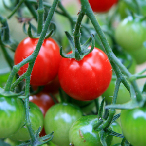 Comment accélérer la croissance des tomates naturellement en quelques jours avec seulement 1 ingrédient ?