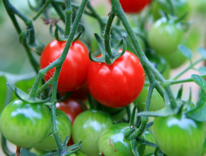 accelerer la recolte des tomates rouges et vertes sur une branche