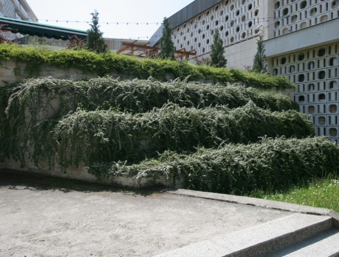 amenager une pente moderne sans entretien terrasses en beton avec vegetation