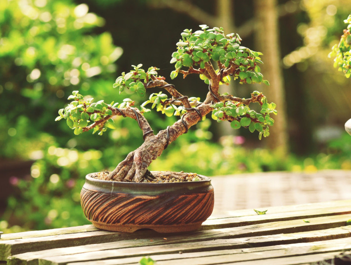 arbre de jade et commnet en faire un bonsai