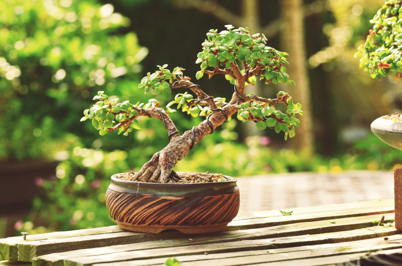 arbre de jade et commnet en faire un bonsai