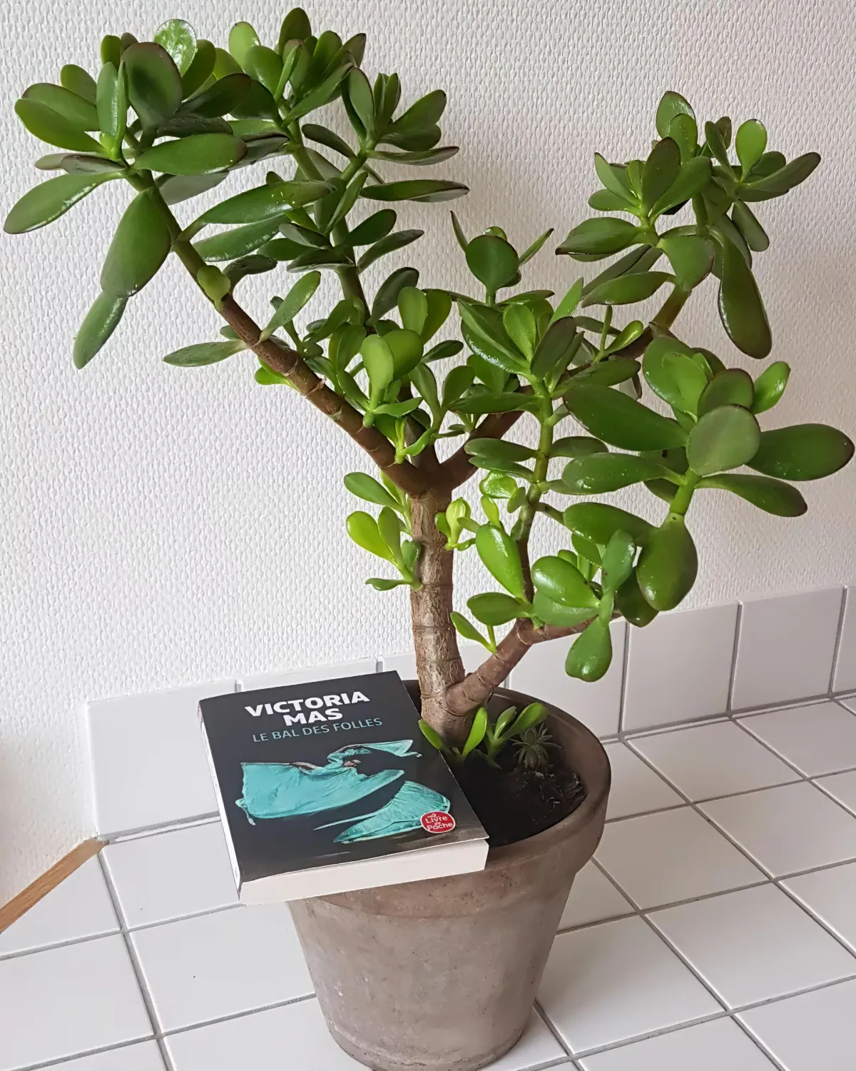 arbre de jade plante en pot en ceramique livre mis sur le bord