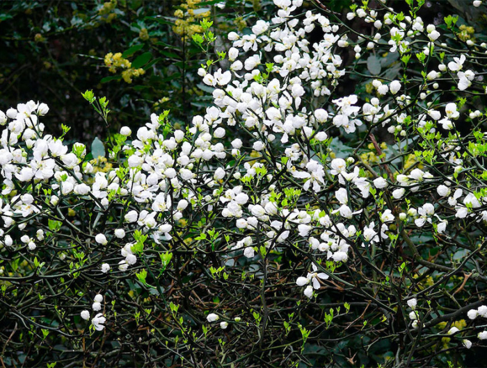 arbres epineux sauvages citronnier sauvage en floraison
