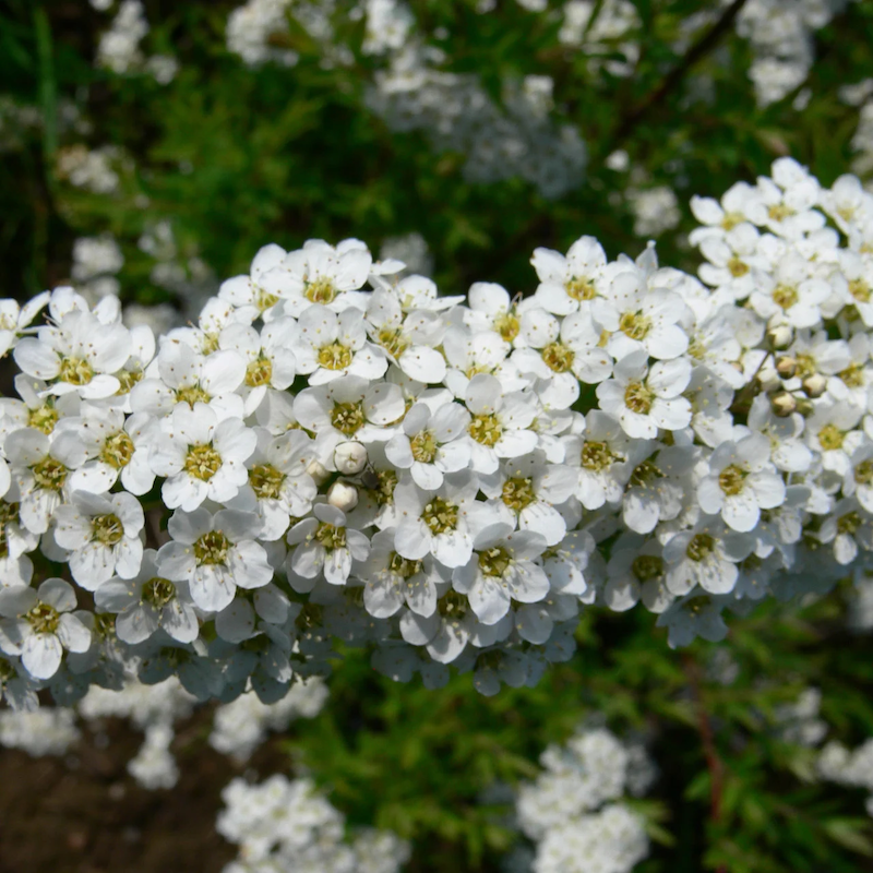 arbuste epineux a fleurs blanches berberis thunk floraison en blanc