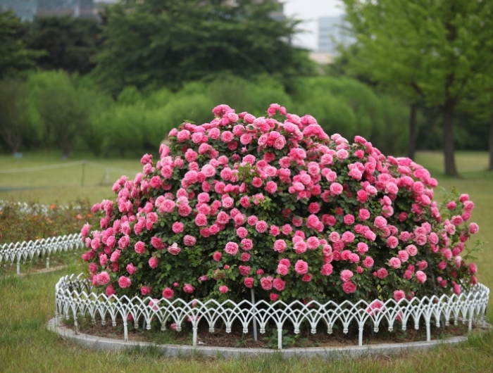 arbuste paysager rosier rose plante extérieur sans entretien