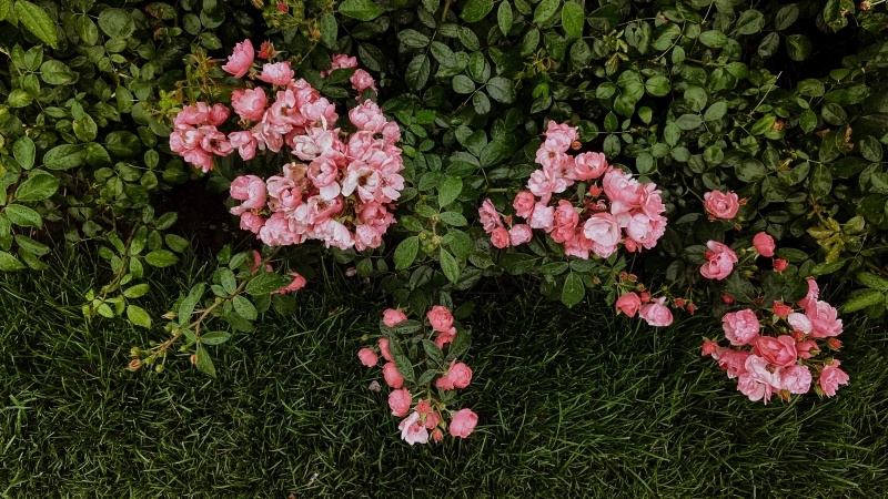 arbuste persistant haie jardin rosier paysager sans entretien rose rose
