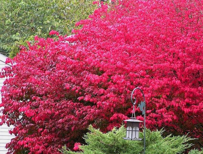 arbuste piquant fleur rouge epine vignette de japon