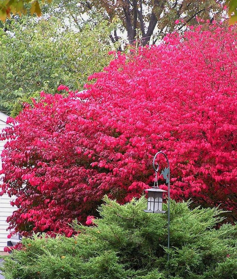 arbuste piquant fleur rouge epine vignette de japon