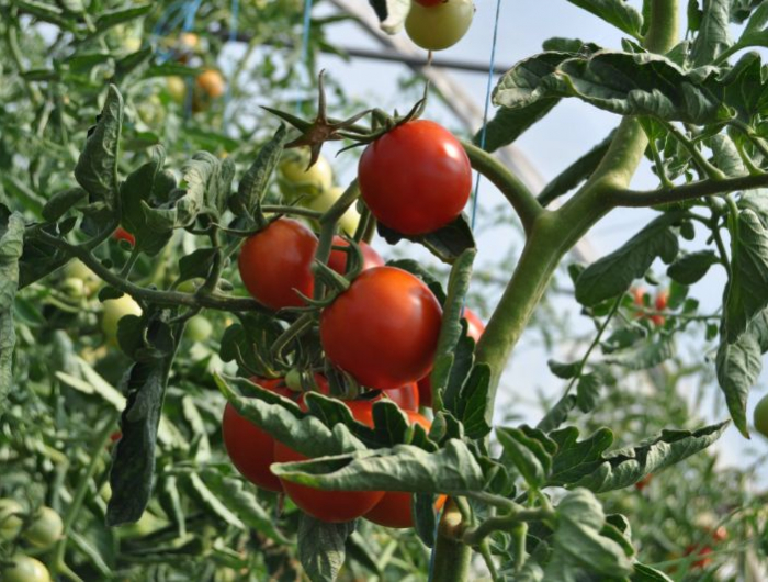 arrosage tomates avec bouteille plastique pour avoir une belle récolte