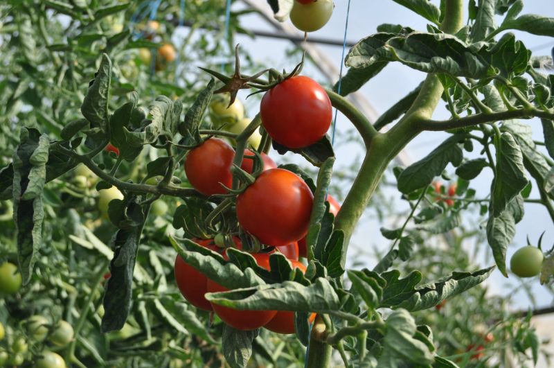 arrosage tomates avec bouteille plastique pour avoir une belle récolte