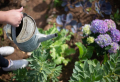 Canicule : comment et quand arroser les plantes en été