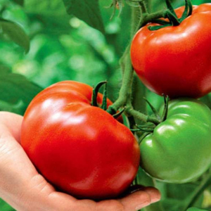 Astuces pour avoir de grosses tomates - naturelles et testées