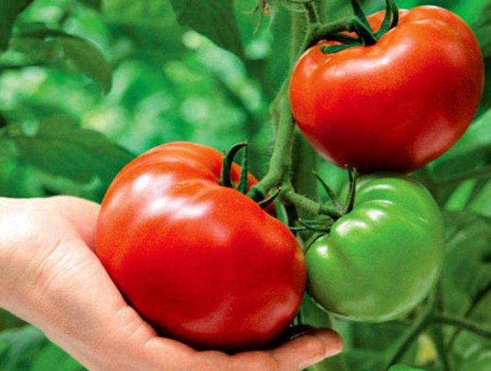astuces pour avoir de grosses tomates une main tenant une grosse tomate