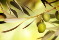 Comment traiter un olivier avec des feuilles qui jaunissent ?