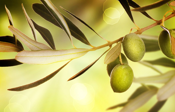 astuces pour sauver un olivier dont les feuilles jaunissent