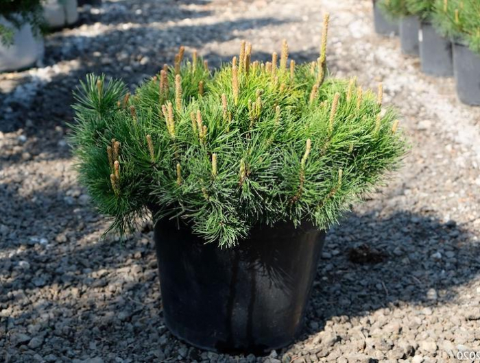 balcon plantes plein soleil sans arrosage un pin nain dans un pot