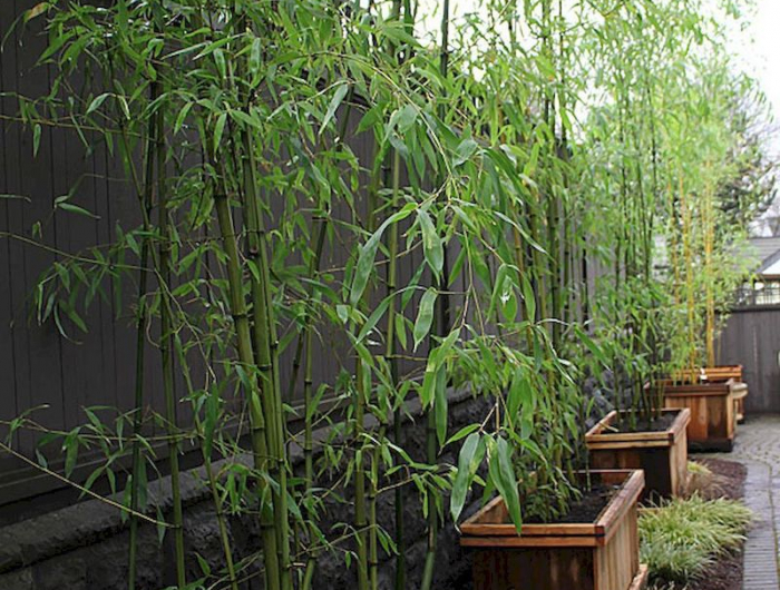 bamboo vert en pot brise vue jardin