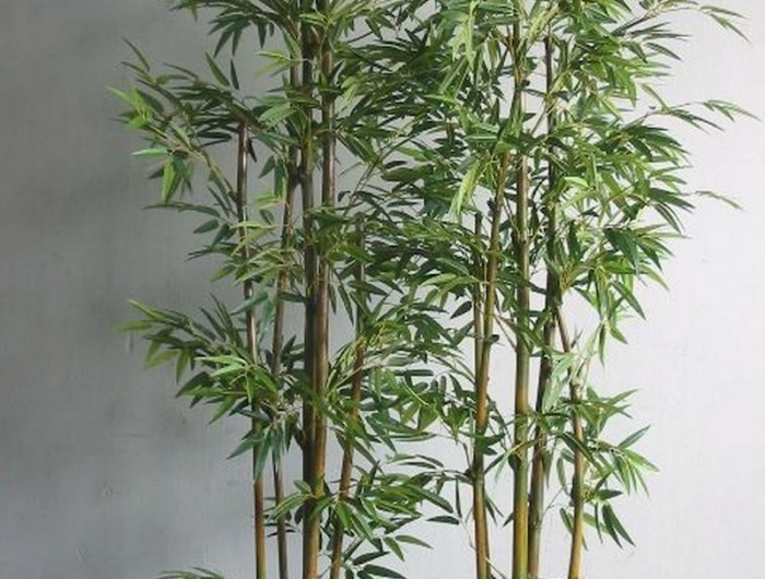 bambou cultive en pot dans une maison