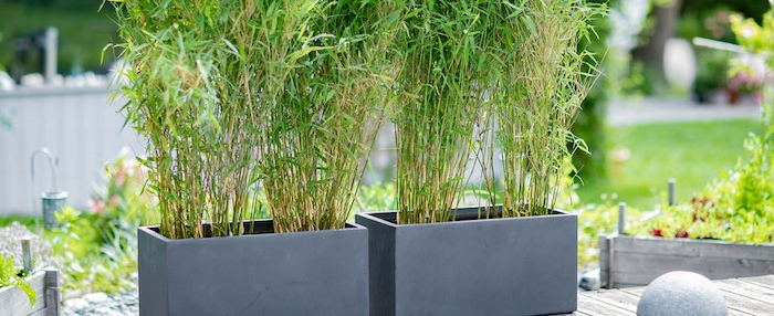 bambous en pot uni couleur dans un jardin d exterieur