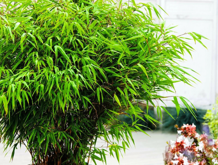 bambous rufa dans un pot feuilles vertes sur une terasse