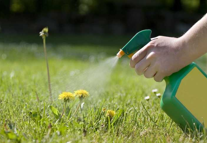 spraying the dandelions