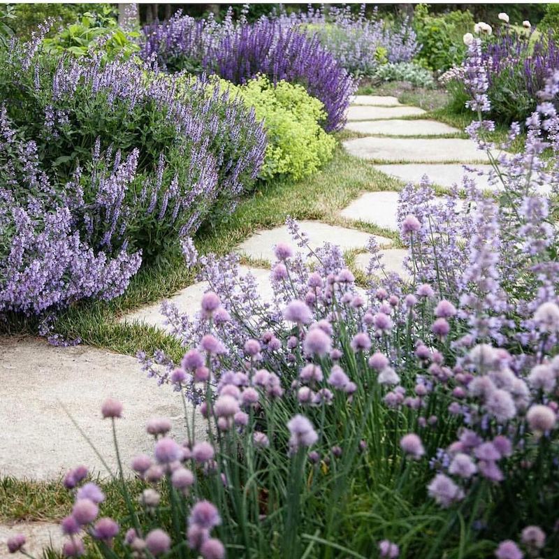 bordure lavande et graminées jardin avec des fleurs violettes vertes une allee de pierres au milieu