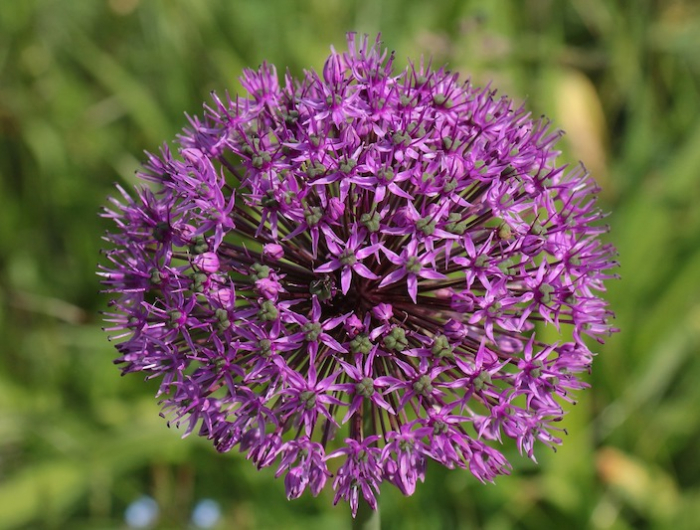 boule de fleur d allium couleur violette