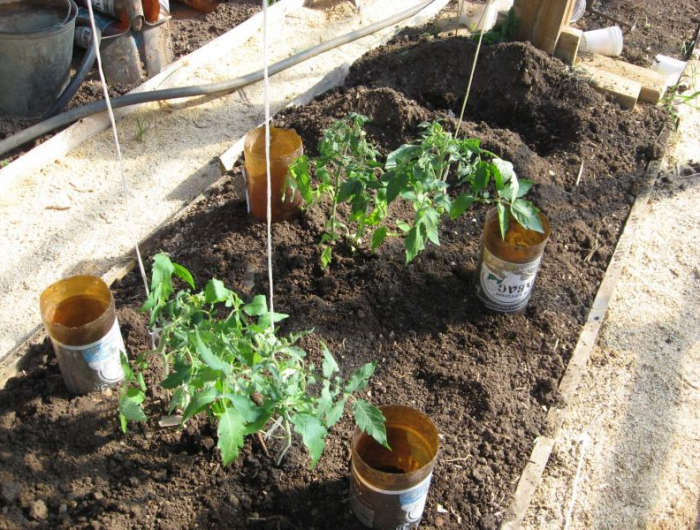 bouteille d eau au pied des tomates comment arroser les tomates dans le jardin