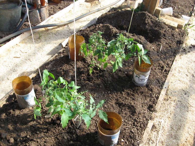 bouteille d eau au pied des tomates comment arroser les tomates dans le jardin