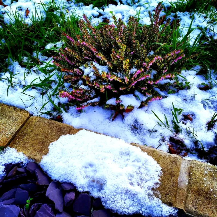 bruyere d hiver plante tapissante pour soelil neige fleurs rose feuilles vertes