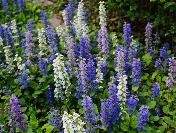 bugles rampanteas de couleur blue blanche et rose feuilles vertes peristantes