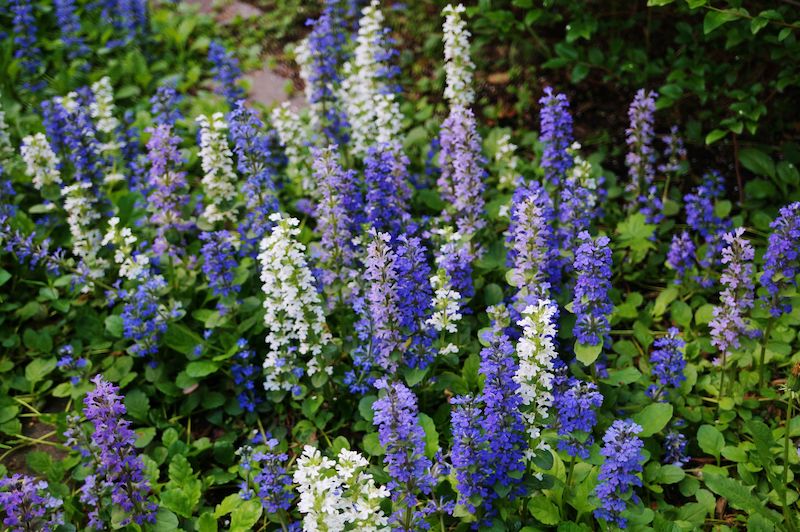 bugles rampanteas de couleur blue blanche et rose feuilles vertes peristantes