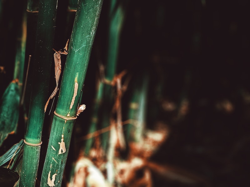 cannes de bambou vert