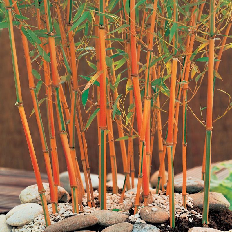 cannes rouges de bambou avec des feuilles vertes