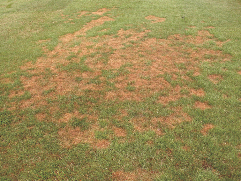 Pourquoi ma pelouse jaunit à certains endroits ? SOS conseils pour y