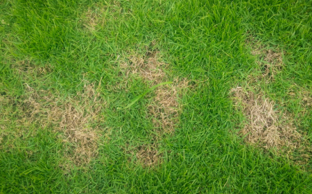 champignon dans gazon avec des taches jaunes er rondes sur une herbe verte