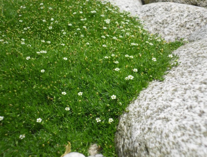 changer le gazon tapis de saigne couleur verte avec de feuilles blanches et une pierre autour